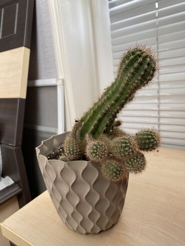 yasamal kaktus: Kaktus dibcəyi ilə birlikdə