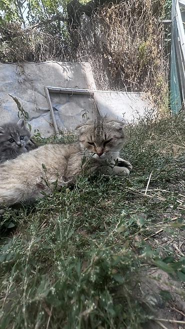 кошки лысые: Кошка даром: Скотиш Страйт (Шотландская прямоухая), 2 месяца, Девочка — 6