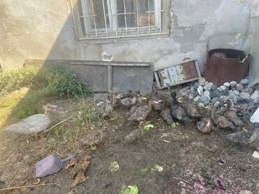 цеплята брама: Жыпарөрдөк :, 5 кг, Акылуу жеткирүү, Өзү алып кетүү