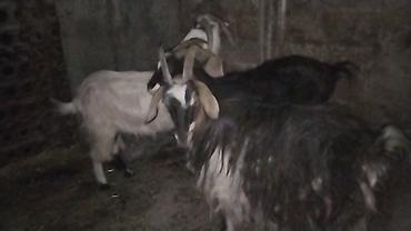 3 baş dişi keçi 1 i 3 qarın doğub 2 si 1 qarın sağlam heyvanlardı real
