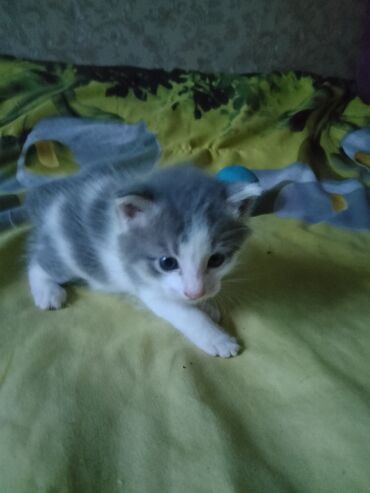 мейн кун бишкек питомник lyubushka купить котенка цена фото: 1 месяц, Девочка, Приучена к лотку
