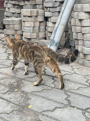 Продажа кошек: Котик бенгал зовут Элвис — 12