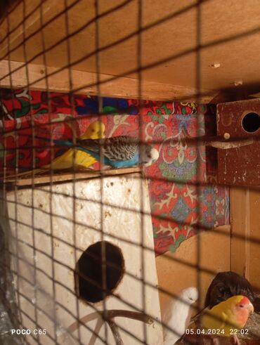 попугай ара бишкек: Продаётся волнистые попугай