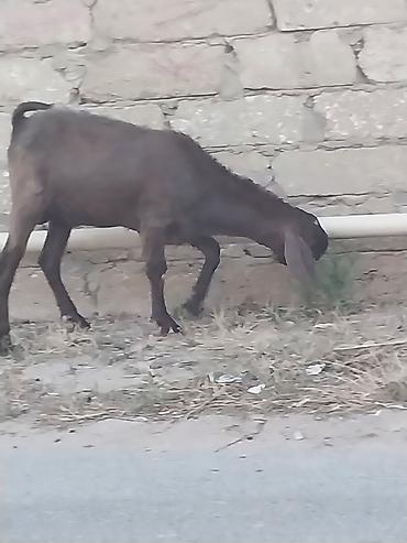 qurbanliq qoyun: Saf qan təmiz hələb təkəsi, onnan dönmə çəpişlər, Ana-bala qoyunlar. 2 — 7