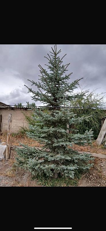 Елка балаты сатылат рост 2,50м большой 3,50м