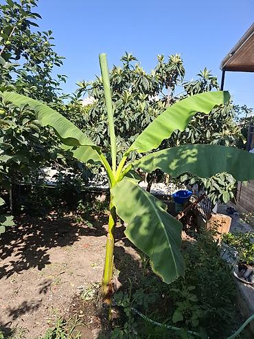 xoruz otu bitkisi: Banana ağacı (bar veren sort)– bağ üçün dekorativ bitki Bitki hazır — 1