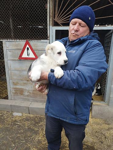 Продажа собак: Шикарные Щенки САО . Среднеазиатской Овчарки ХОРОШИХ БОЙЦОВСКИХ — 11
