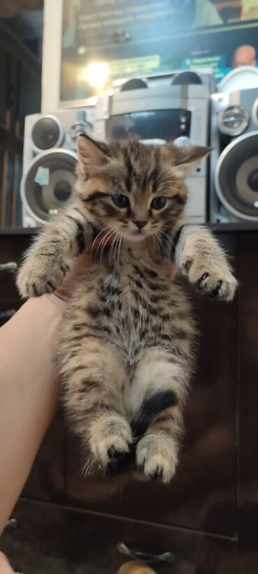 купить персидского кота: Ищу котенка 1-2 месячного бесплатно 
девочку! не черную