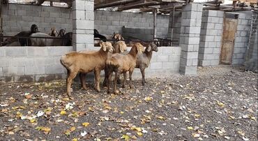 веслоухий кошка: Сатам | Козу | Арашан | Көбөйтүү үчүн | Токту