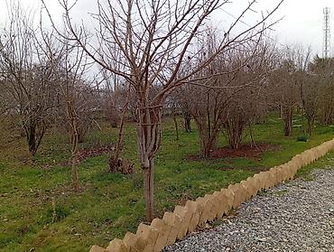 Həyət evləri və villaların satışı: 6 otaqlı, 680 kv. m, Kredit yoxdur, Orta təmir — 11