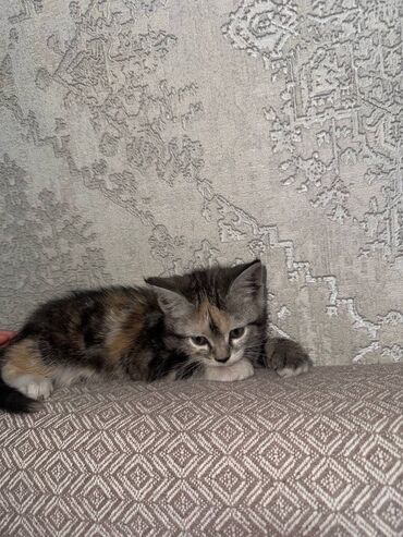котенок белый купить: 2 месяца, Мальчик, Приучена к лотку