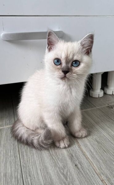 Mačke: Prelepi skotski macici su spremni za rezervaciju. U ponudi: 2 srebrna — 7