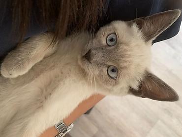 коты сиамские: Кошка даром: Сиамская, 6 месяцев, Мальчик, Приучена к лотку — 3