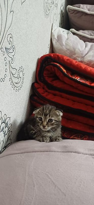 куплю коня: Шотландские вислоухие котята - Окрас: один котёнок чёрный, второй — — 4