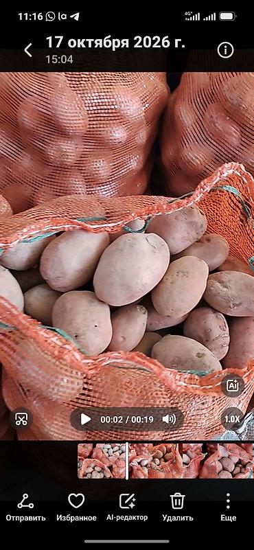 уголь шабыркуль цена бишкек: Картошка Чекене — 2