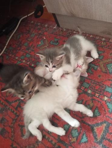 сиамская кошка даром: 2 месяца, Девочка, Приучена к лотку — 2
