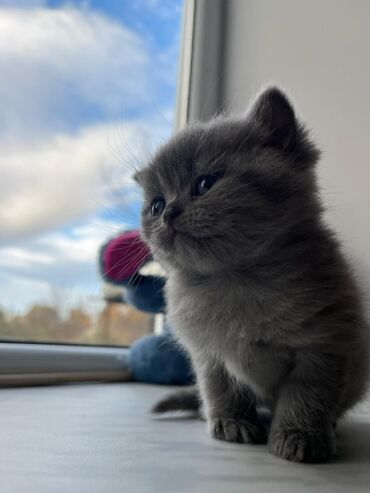 Pişiklər: Britan — 6