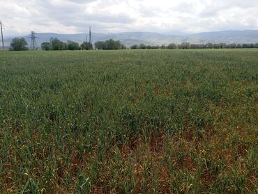 Продажа участков: 118 соток, Для сельского хозяйства, Тех паспорт