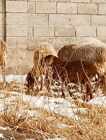 Баран, овца: Продаю | Овца (самка) | Для разведения — 15