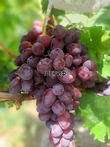 Виноград: НОВИНКИ СЕЛЕКЦИИ ВИНОГРАДА ПРЕМИАЛЬНОГО УРОВНЯ ! ДОМАШНИЙ СЛАДКИЙ — 4