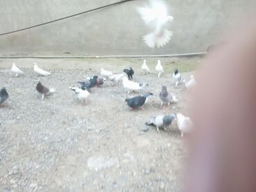 Göyərçinlər: Məhsul: Güvənçinlər (xüsusi uçuş və rəng çeşidləri) Təsvir: - — 5