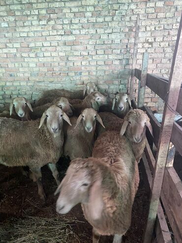 услуги стрижки овец: Продаю | Баран (самец) | Арашан | На забой