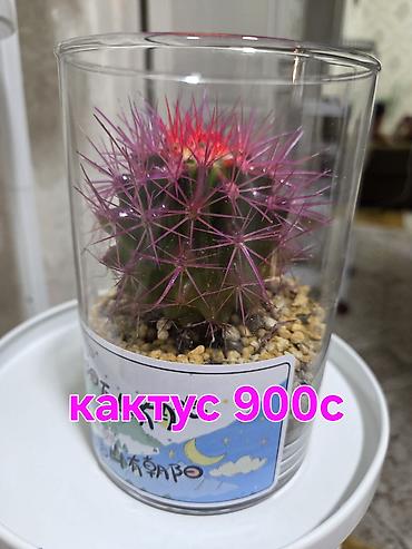 Кактусы: Яркие кактусы в прозрачных цилиндрических кашпо. Отличный подарок для — 7