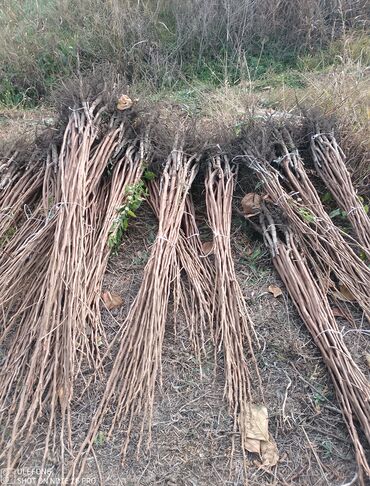 Şitillər: Tinglərimiz satışdadır sağlam tinglər bizdədir sifariş sizden pulsuz — 3