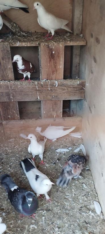 qaz quş: Müxtəlif rəng və görünüşdə dekorativ göyərçinlər. Şəkillərdə ağ, qara — 9