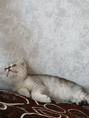 ağ pişik adları: Шиншилла, Самец, В добрые руки, Самовывоз
