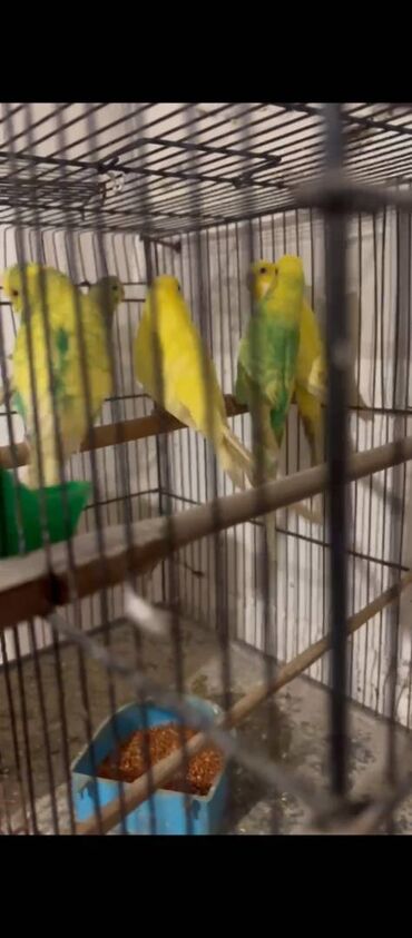 Tutuquşları: Hazır Cutlerdir hamısının altında bala ve yumurtaları var 9qusdur — 4