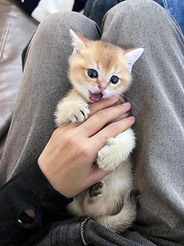 Pişiklər: Britan — 6