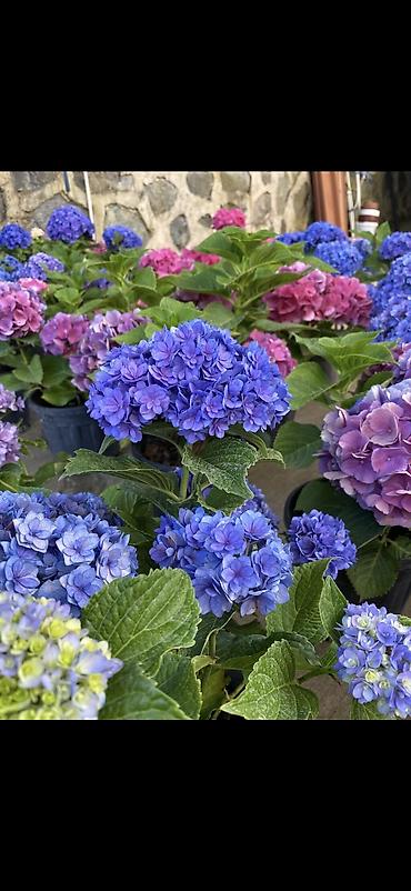 Digər bitkilər: Məhsul: Saksıda hortensiya (Hydrangea) - Rənglər: mavi, bənövşəyi — 1
