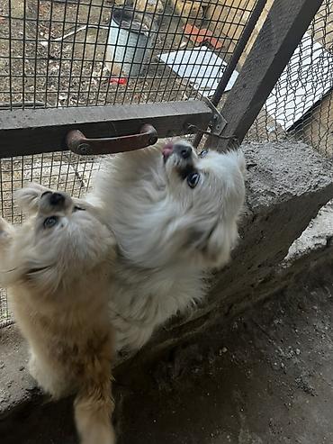 İtlər: Pekines — 1