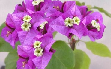 цена орхидеи: Продаю укорененные черенки розовой бугенвиллии.Черенки в стаканах