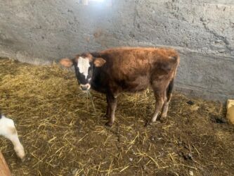 декоративные кролик: Сатам | Музоо | Симментал | Көбөйтүү үчүн