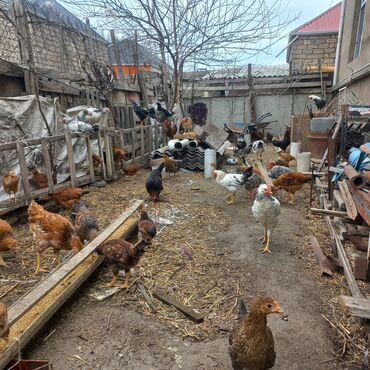toyuq bazari: Курица