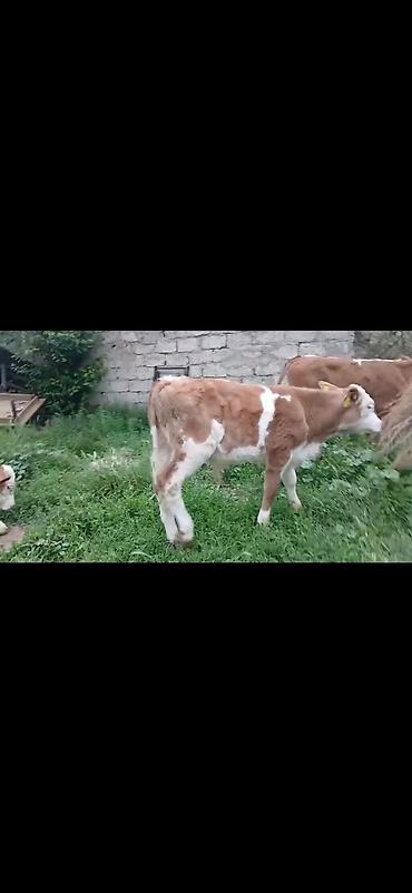 Dana, buzov: Satışda: simmental tipli erkək buzovlar - Rəng: ağ-qəhvəyi ləkəli - — 12