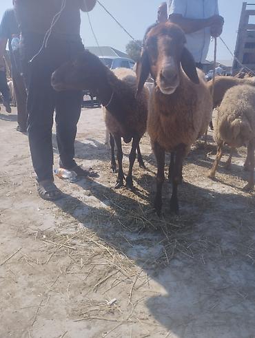 Dişi, Qala, il: 1, 50 kq, Damazlıq, Ünvandan götürmə
