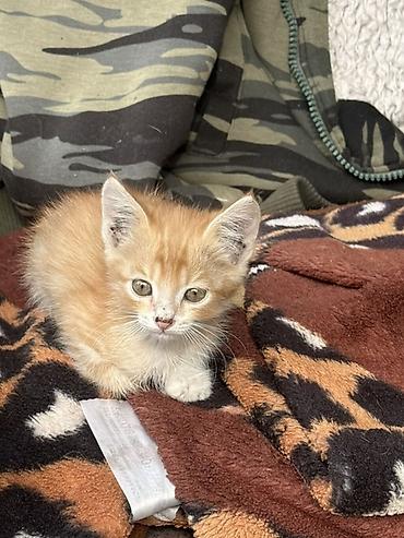 Үй жаныбарлары: Котята, помёт из нескольких малышей разной окраски: - рыжие и кремовые — 2