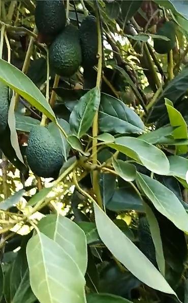Ağaclar: Məhsul: Avokado fidanı (saksıda) Təsvir: - Toxumdan yetişdirilmiş — 2