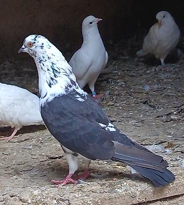 dekorativ goyərcin: 3 gün qabaq tutulub qızğın erkeydi qiymet sondu qara çil saxlamiram — 1