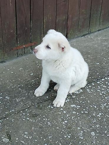 Psi: Na prodaju ženka azijata (srednjeaziski ovčar) Stara 6. Nedelja na lalafo.rs — 17 Psi: Na prodaju ženka azijata (srednjeaziski ovčar) Stara 6. Nedelja — 17