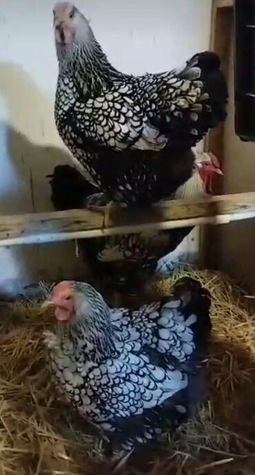 Xoruzlar: Tek 100 ayam zemani cut 200m .qap — 22