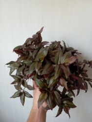 повторяющий кактус: Традесканция зебрина "Мультиколор". Пышный, сформированный куст. В