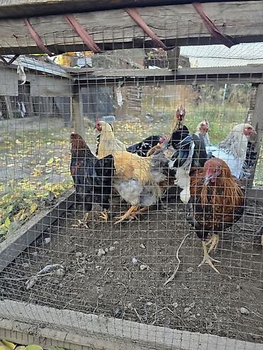 корейские куры: Продаю | Куры | Домашняя | Для разведения — 4