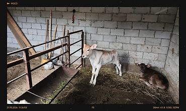 Айыл-чарба жаныбарлары: Сатам | Музоо | Бордоп семиртүү үчүн, Союуга, Көбөйтүү үчүн | Жасалма уруктандырылган — 4