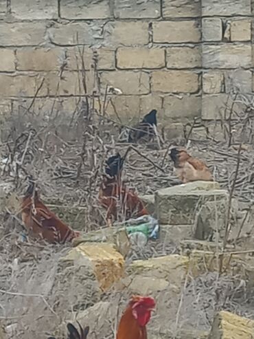 Toyuqlar: Salam xoruzlar satılır 6 aylıq xoruzlardır inkivatortdan çıxan cücələr — 4