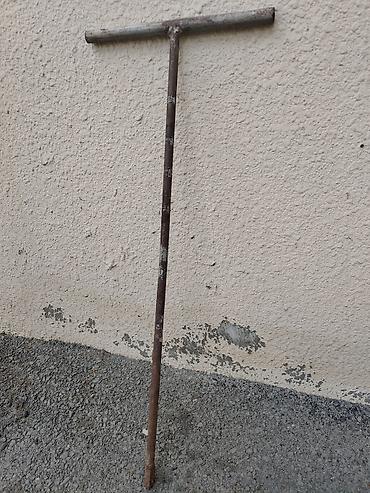 imice: Seksiya radiator acari.seksiya acari. Radiator acari — 3