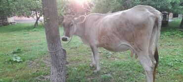 корова стелная: Продаю | Корова (самка) | Швицкая | Для разведения | После отела
